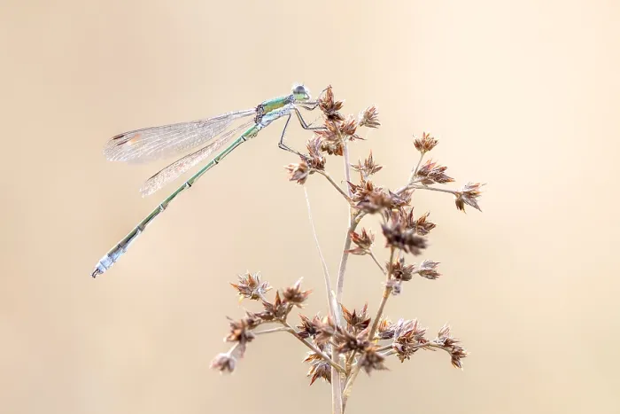 Framed Print : Small Spreadwing; Lestes virens Framed Print : Small Spreadwing; Lestes virens