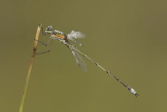 Framed Print : Small Spreadwing; Small Emerald Damselfly; Lestes virens