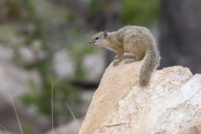 Framed Print : Smith's Bush Squirrel, Paraxerus cepapi