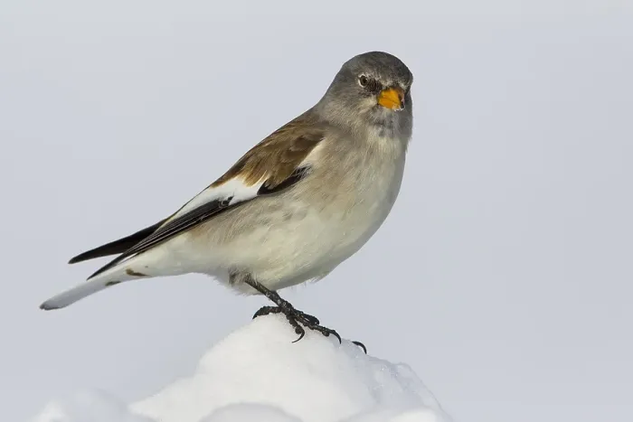 Framed Print : Sneeuwvink; Snowfinch; Montifringilla nivalis