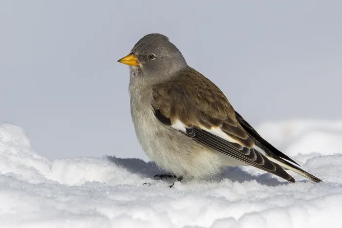 Framed Print : Sneeuwvink; Snowfinch; Montifringilla nivalis