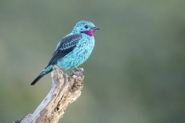 Framed Print : Spangled Cotinga (Cotinga cayana) Framed Print : Spangled Cotinga (Cotinga cayana)