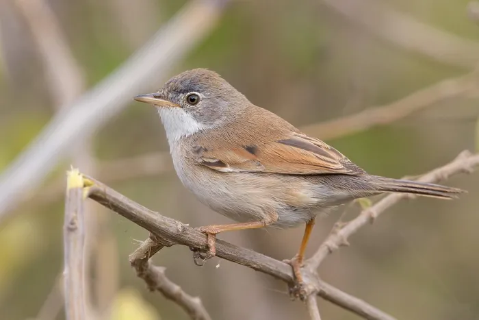 Framed Print : Spectacled Warbler