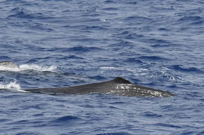 Framed Print : Sperm whale, Physeter macrocephalus Framed Print : Sperm whale, Physeter macrocephalus