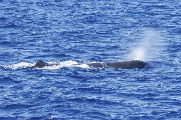 Framed Print : Sperm whale, Physeter macrocephalus