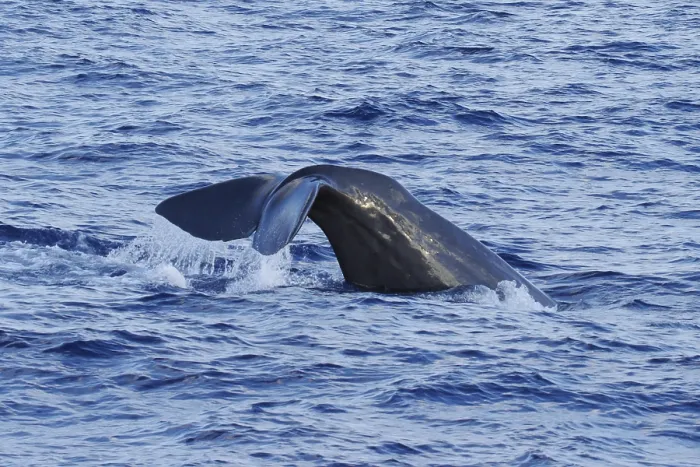 Framed Print : Sperm whale, Physeter macrocephalus