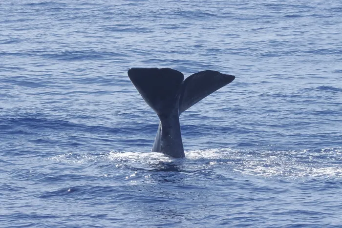 Framed Print : Sperm whale, Physeter macrocephalus