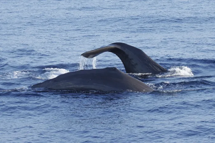 Framed Print : Sperm whale, Physeter macrocephalus