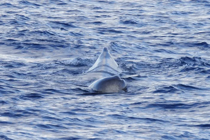 Framed Print : Sperm whale, Physeter macrocephalus