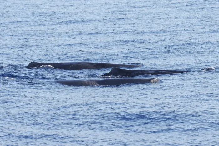 Framed Print : Sperm whale, Physeter macrocephalus Framed Print : Sperm whale, Physeter macrocephalus