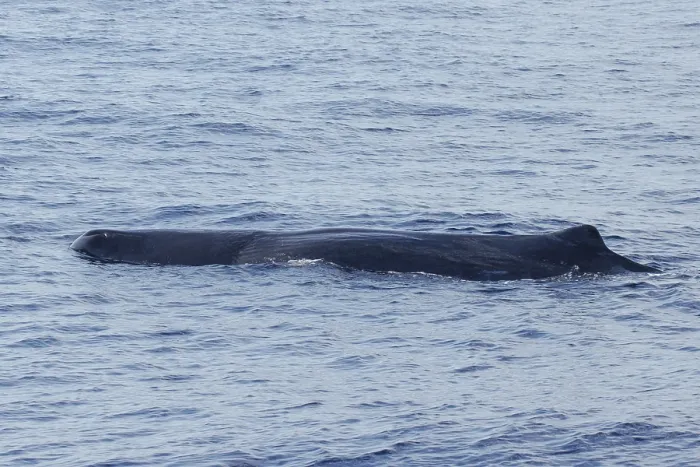 Framed Print : Sperm whale, Physeter macrocephalus