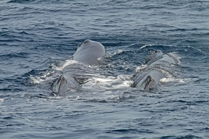 Framed Print : Sperm Whale, Physeter macrocephalus