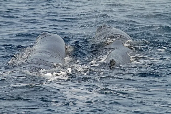 Framed Print : Sperm Whale, Physeter macrocephalus
