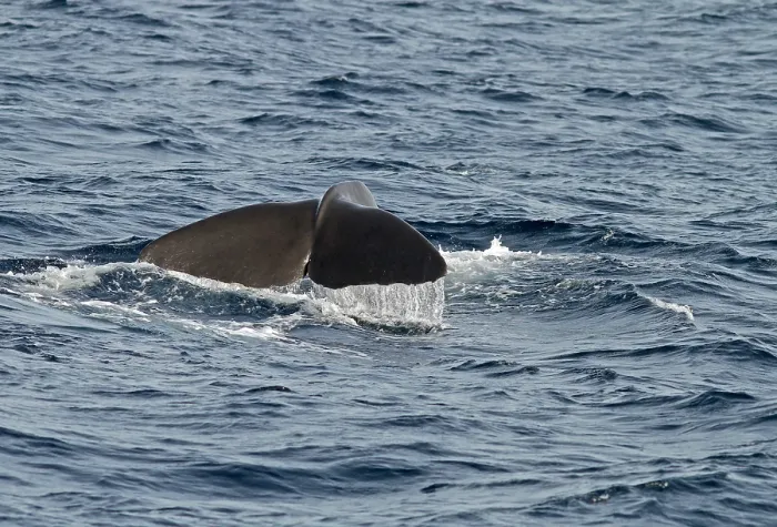 Framed Print : Sperm Whale, Physeter macrocephalus