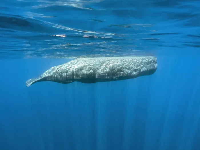 Framed Print : Sperm Whale, Physeter macrocephalus