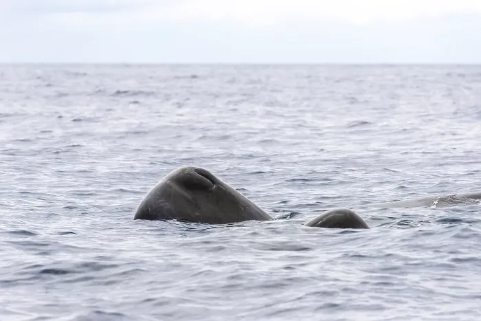 Framed Print : Sperm Whale, Physeter macrocephalus