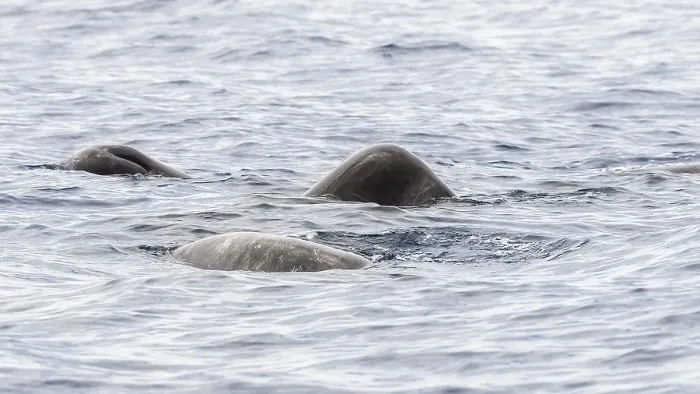 Framed Print : Sperm Whale, Physeter macrocephalus