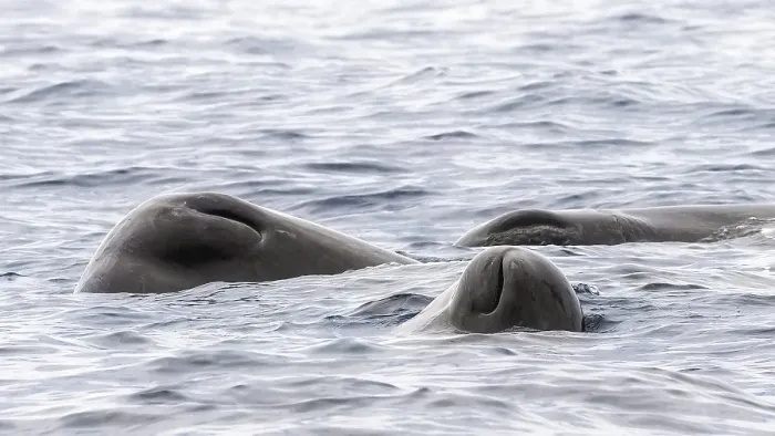 Framed Print : Sperm Whale, Physeter macrocephalus