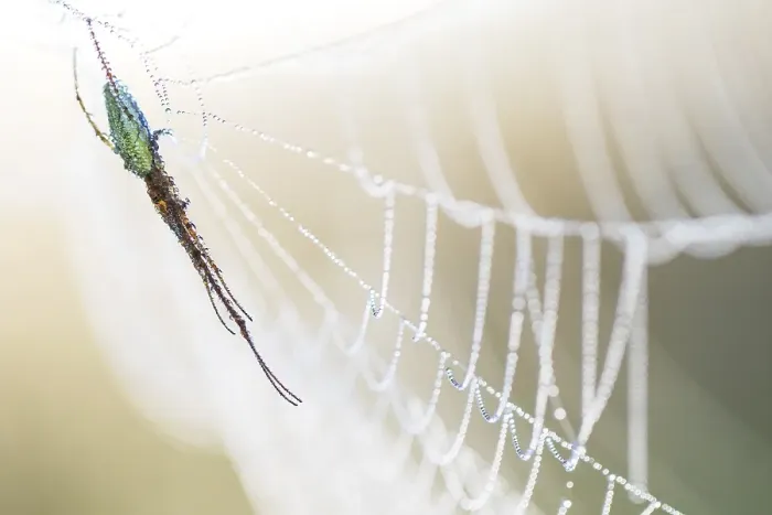 Framed Print : Spider in spider web