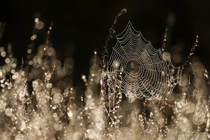 Framed Print : Spider web in backlight