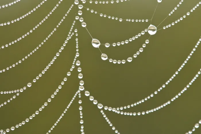 Framed Print : Spider's web covered in dew