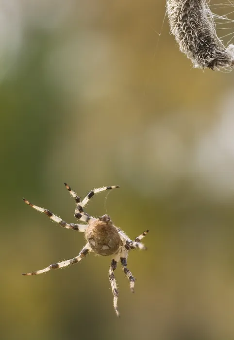 Framed Print : Spin, Spider