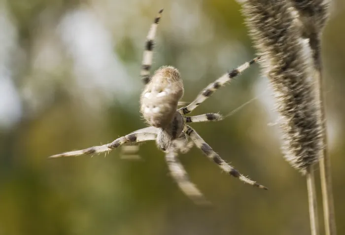 Framed Print : Spin, Spider