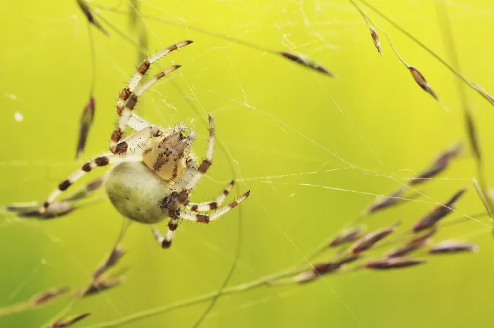 Framed Print : Spin, Spider