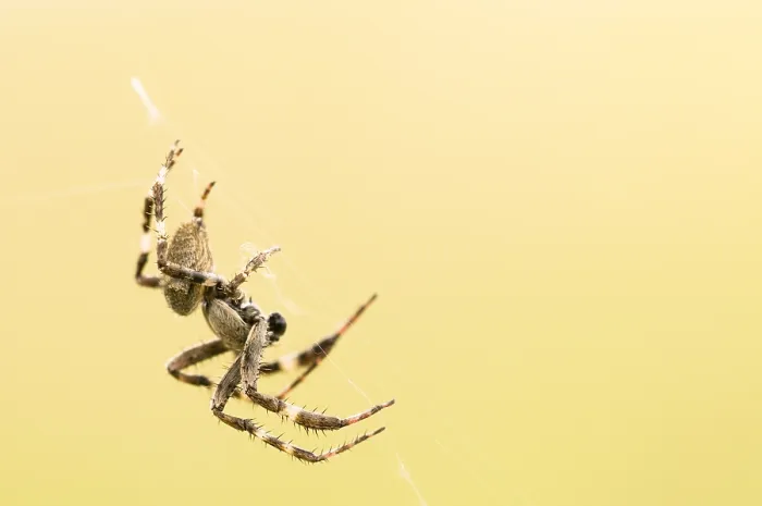 Framed Print : Spin, Spider