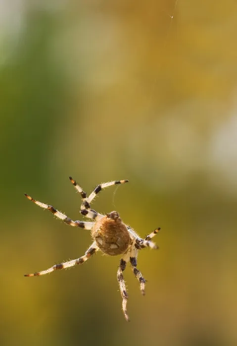 Framed Print : Spin, Spider