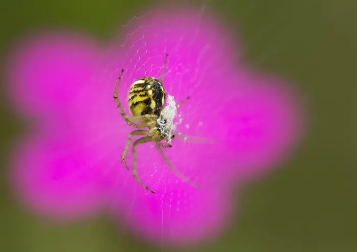 Framed Print : Spin, Spider