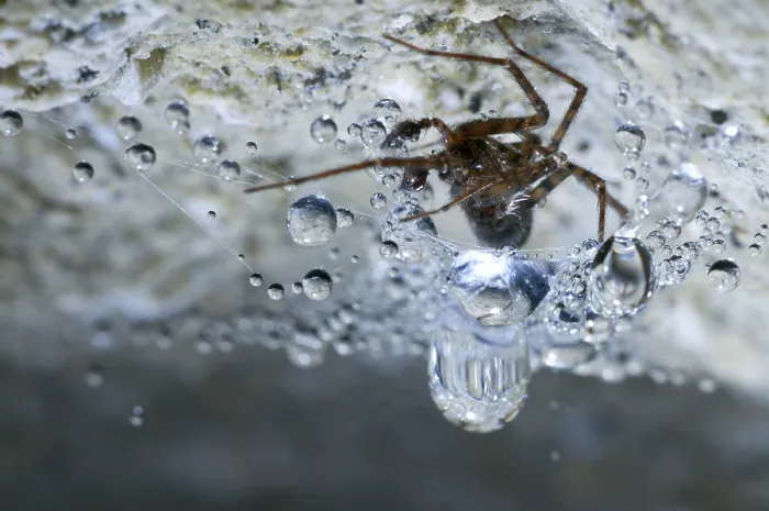Framed Print : Spin, Spider