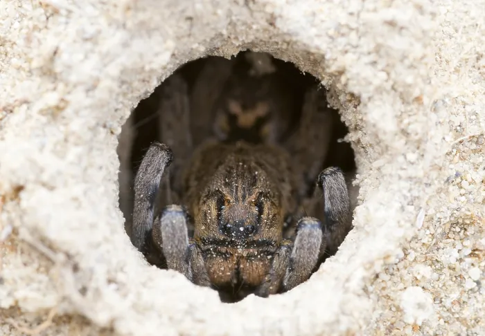 Framed Print : Spin, Spider