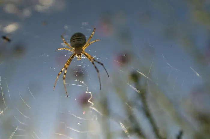 Framed Print : Spin, Spider