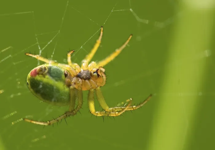 Framed Print : Spin, Spider