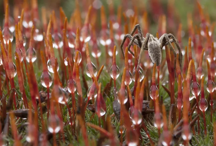 Framed Print : Spin, Spider