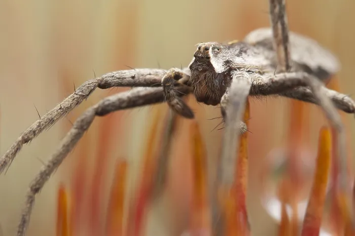 Framed Print : Spin, Spider