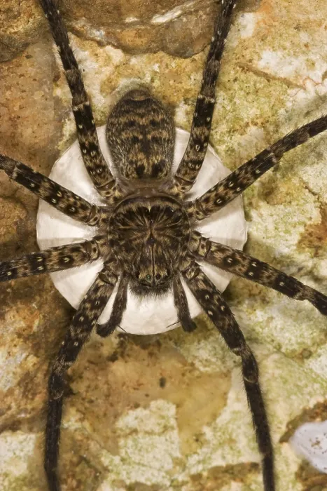 Framed Print : spin, spider