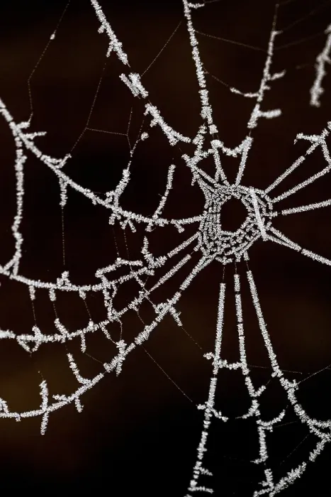 Framed Print : Spinnenweb, Spider web