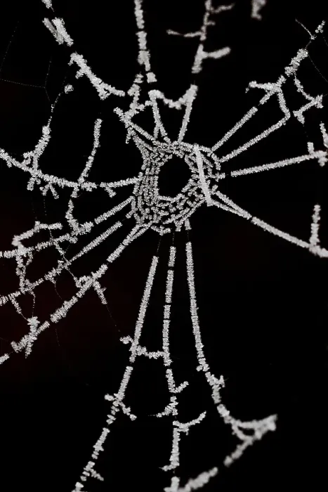 Framed Print : Spinnenweb, Spider web