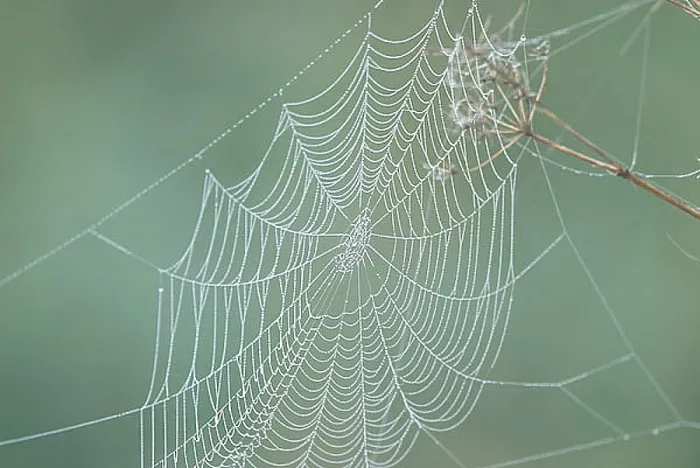  : Spinnenweb, Spiderweb