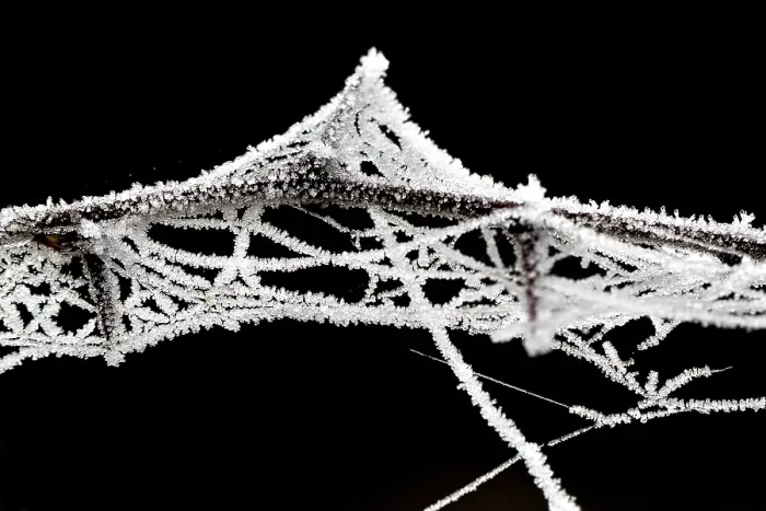 Framed Print : Spinrag, Spider silk Framed Print : Spinrag, Spider silk