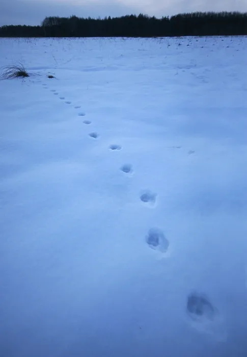 Framed Print : Sporen Wolf, tracks Wolf