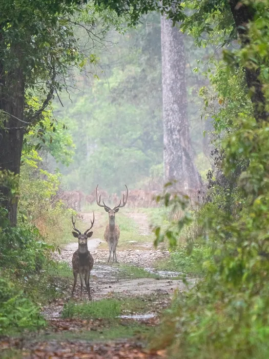 Framed Print : Spotted Deer, Axis axis