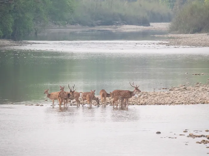 Framed Print : Spotted Deer, Axis axis