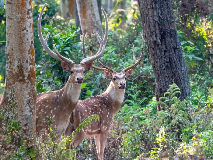 Framed Print : Spotted Deer, Axis axis Framed Print : Spotted Deer, Axis axis