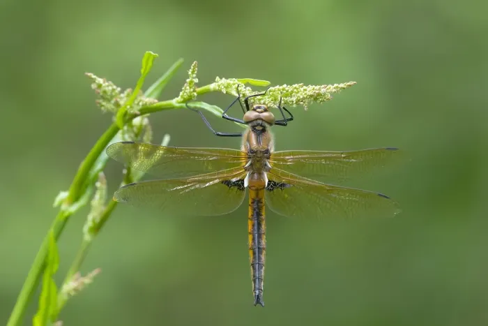 Framed Print : Two spotted Dragonfly, Epitheca bimaculata