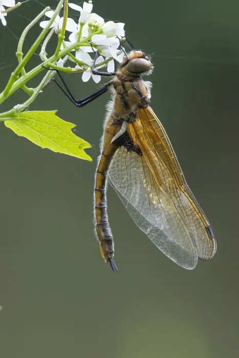 Framed Print : Two spotted Dragonfly, Epitheca bimaculata