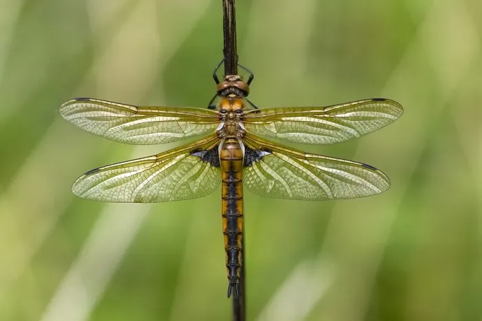 Framed Print : Two spotted Dragonfly, Epitheca bimaculata