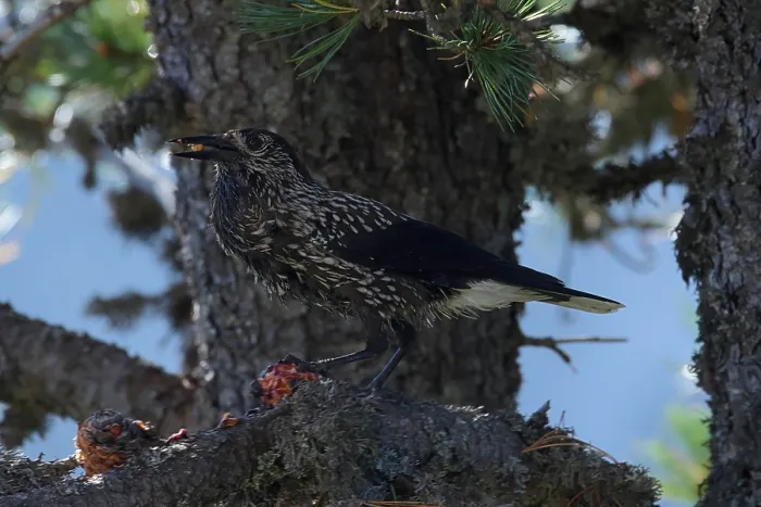 Framed Print : Spotted Nutcracker or Eurasian Nutcracker, Nucifraga caryocatactes ssp. caryocatactes
